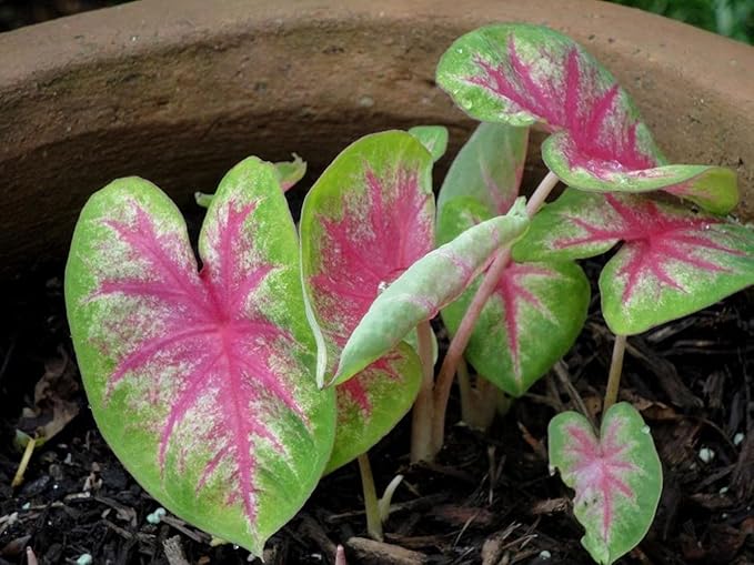 3 Rosebud Caladium Bulbs - Fancy Leaf Caladium - 3 Caladium Roots