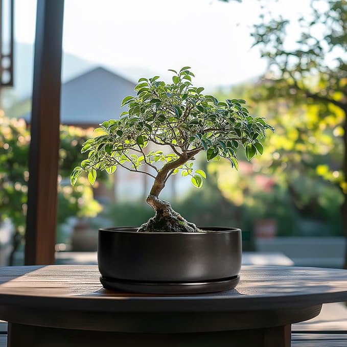 SQOWL Bonsai Pots - 8 Inch Ceramic Plant Pots for Succulents, Round Indoor Planter with Drainage Hole and Saucer, Shallow Modern Planter Bowl, Room Decor, Black