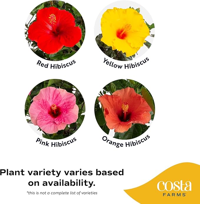 Costa Farms Live Braided Hibiscus Tropical Tree (2-Pack), 20-Inches Tall, Red/Assorted Flowering Outdoor Plants in Easy Grower Pots, Perfect for Patio, Deck, or Garden Decor
