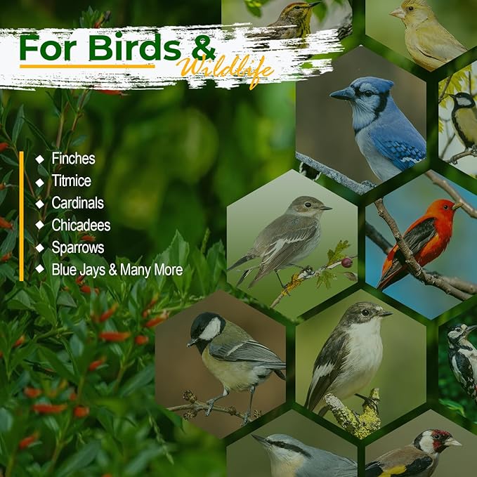 Old Potters Wildlife Safflower Seed for Wildlife Bird Feeding, Non-GMO and USA Small Farm Grown, 6 lbs