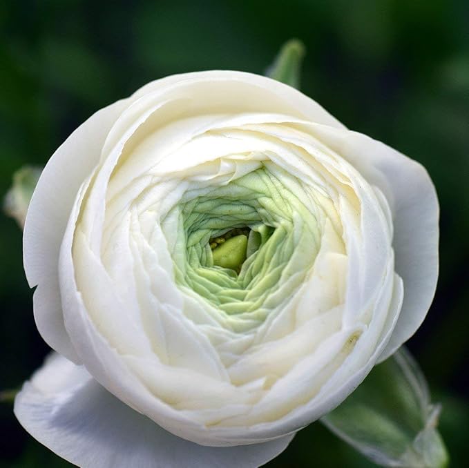 (50) Real White Ranunculus Bulbs, Lovely Potted Plants Flower Bulbs,Perennial Bonsai Bulbous Root Garden Plant