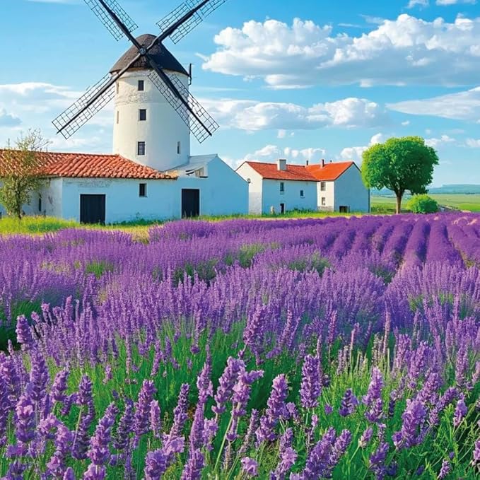 3800+ Lavender Seeds for Planting Outdoor - Non GMO Premium English Lavender Seeds for 2026, Lavender Plants or Dried Flowers, Wildflower Seed, DIY Essential Oils Perfect for Home Gardeners, Gifts