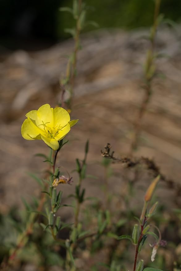 Plant Good Seed Organic Large Flowered Evening Primrose Seeds - Pack of 175, Heirloom Seeds for Planting Herbs, Flowers - Gardening Supplies, Herb Garden - Non-GMO, from USA
