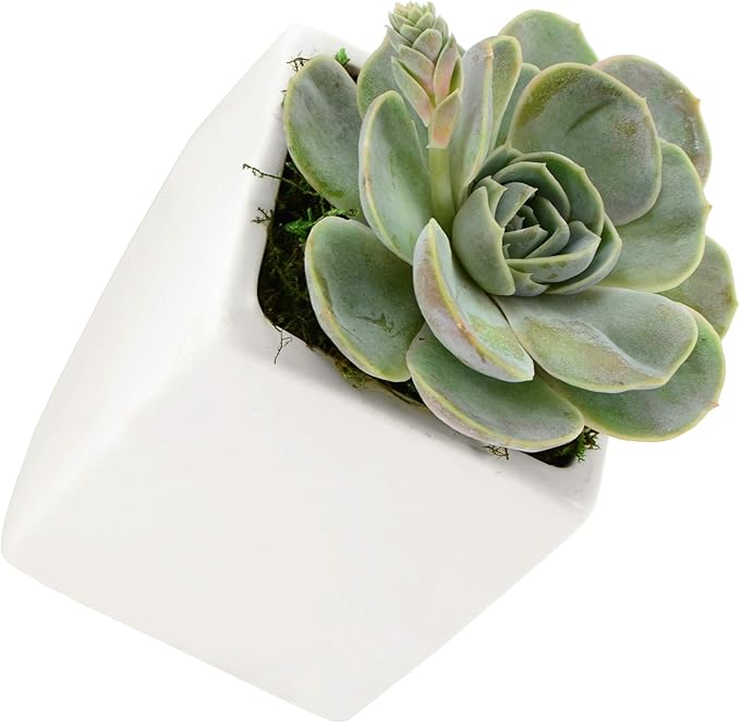 Arcadia Garden Products Small Cube Wall Planter 3-Pack-Matte White
