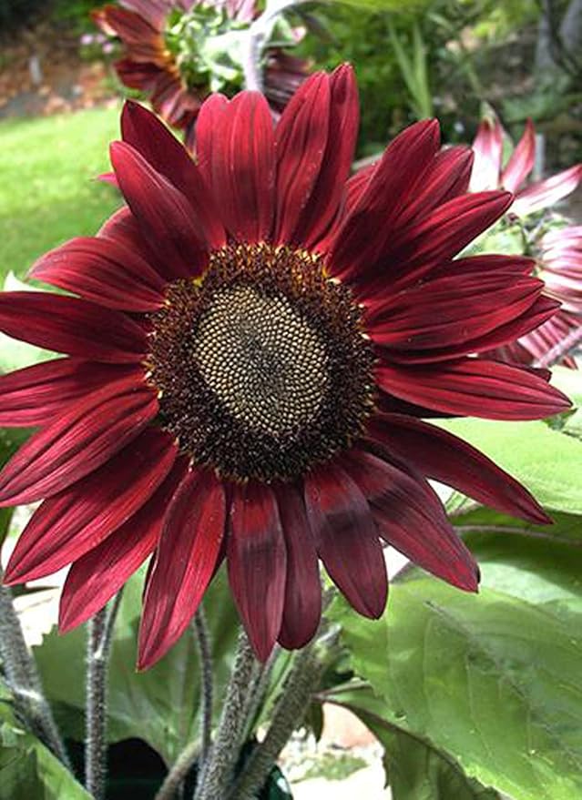 UtopiaSeeds Chocolate Cherry Sunflower Seeds - Beautiful Deep Red Sunflower