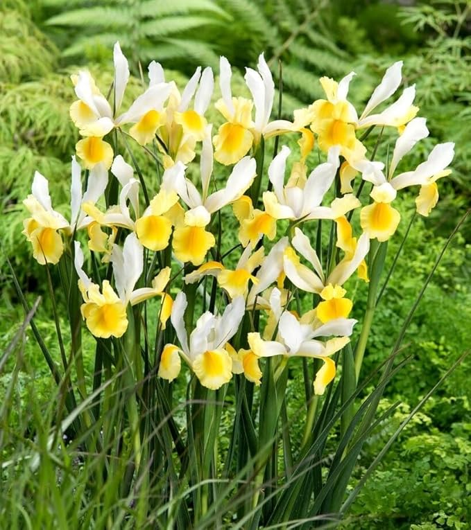 Votaniki Montecito & Miss Saigon Iris Mix Bulbs - Perennial Dutch Iris, Fragrant Blooms | Spring Flowering 60x Montecito and 60x Miss Saigon Iris Bulbs - Easy to Grow (120 Pack)