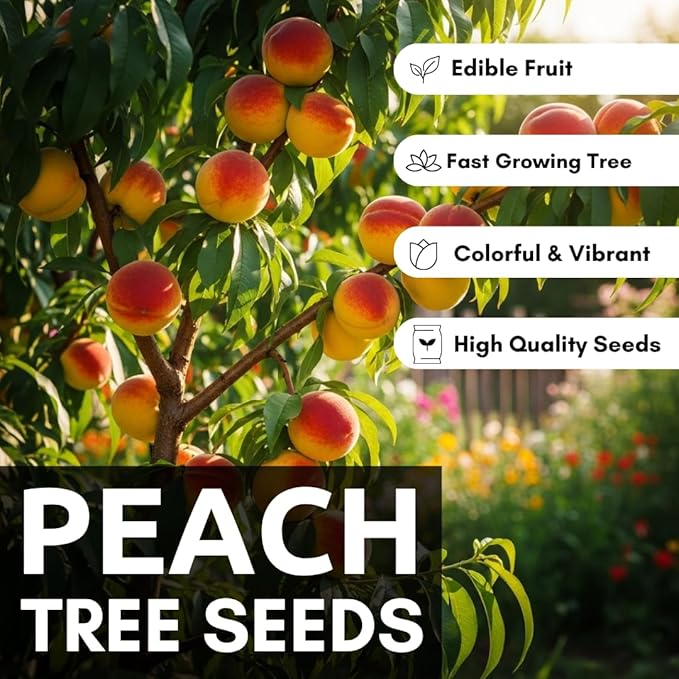 Peach Tree Seeds – Easy to Grow, Hardy, Delicious Fruit, Perfect for Garden Planting, Beginner-Friendly, Fast-Growing, Ideal for Fresh Peaches & Cooking (12 Seeds)