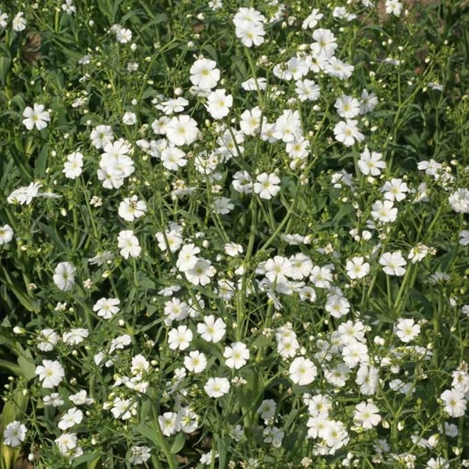 Baby’s Breath Seeds - 2300 Seeds