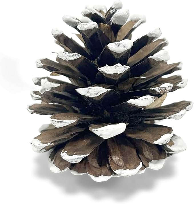 Frosted Austriaca Pine Cones for Crafts - 2-3 Inch Winter Pinecones for Christmas Decorating Ornaments Snowy Holiday Decorating Vase Filler - Rustic Dried Pine Cones - Set of 24 – Frosted