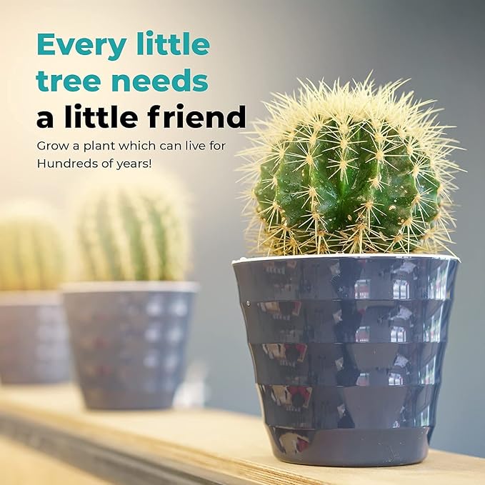Cactus Kit Grow Your Own Cactus Seeds Starter Kit | Plants, Seeds & Bulbs | Easily Grow Beautiful Varieties of Cactus Plants with Complete Beginner Indoor Cacti Kit – House Plant - Men Women Gifts