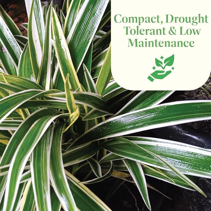 American Plant Exchange Variegated Flax Lily – 6-Inch Pot – Live Flowering Foliage Plant, Hardy Striped Greenery for Home, Garden Beds, or Landscape Decor