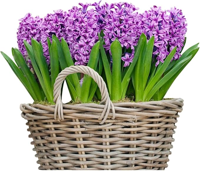 10 Purple Hyacinth Bare Root Bulbs - Miss Saigon