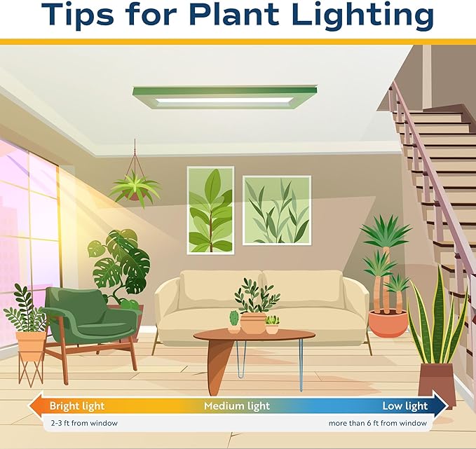 Costa Farms Live Money Tree Plants (2-Pack), Large Indoor Plant 3-4 Feet Tall with Braided Trunk, Easy Care Floor Houseplants in 10-Inch Decor Pots, Pet Friendly Housewarming Gift & Office Decor