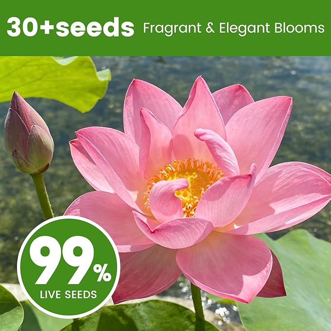 30 PCS Lotus Seeds for Planting in Water - Mixed Color Bowl Lotus Seeds, Non-GMO Aquatic Plant Water Lily Seeds for Indoor Bonsai, Outdoor Ponds & Garden
