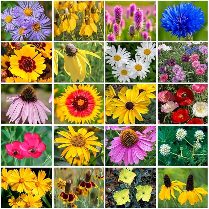 Park Seed Grow Your Own Vibrant Annual and Perennial Wildflower Garden Seeds Mixture, Easy to Grow Varieties for Pollinators and Spring Gardens - Midwest Regional Mix, 25 lbs