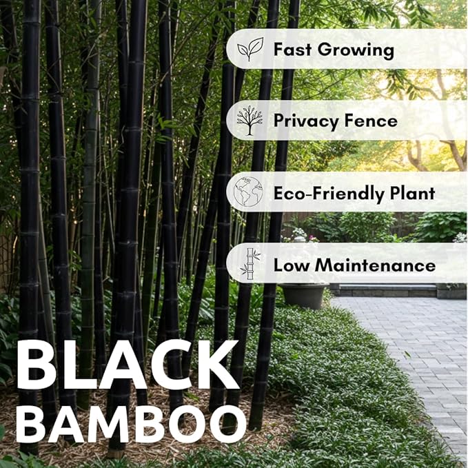 300+ Black Bamboo Seeds for Planting - Exotic Fast Growing Ornamental Grass for Privacy Screen, Windbreak & Landscape Accent, Garden Bamboo