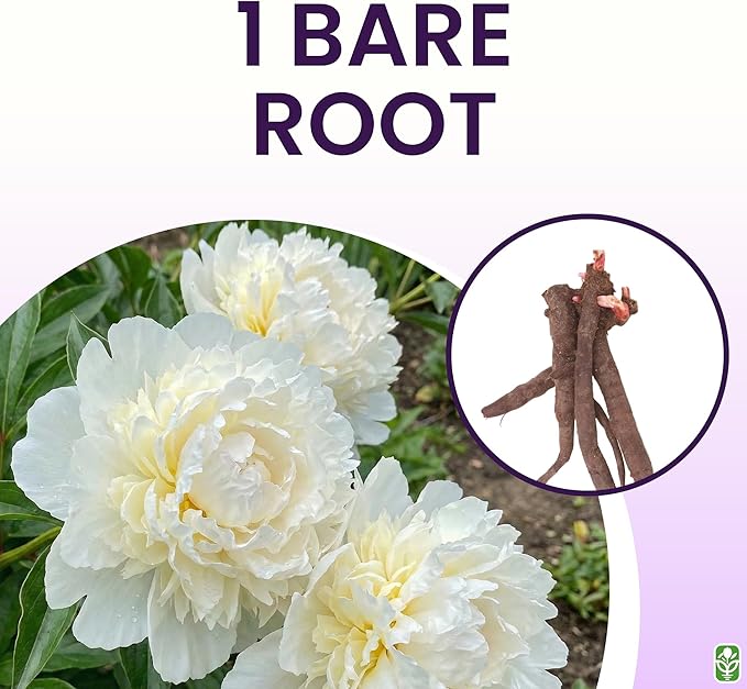 Duchess De Nemours Double White Peony Bulbs - Bare Root 3-5 Eyes, Delightful Fragrance | Peony Plants for Planting Outdoors