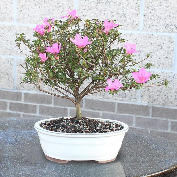 Brussel's Bonsai - Live Satsuki Azalea Flowering Bonsai Tree in Ceramic Bonsai Pot, Outdoor Bonsai Tree Live Plant, 8 Years Old, 10-14 Inches Tall, Easy Care Plant for Patio Garden (Large)