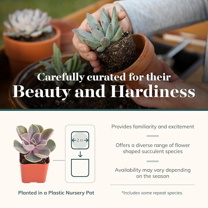 Shop Succulents Echeveria & Rosette Live Succulent Variety Pack – Fully Rooted 2" Potted Plants for Gifts, Favors, DIY Projects, Terrariums, Home Décor, and Garden Arrangements, 256 Pack