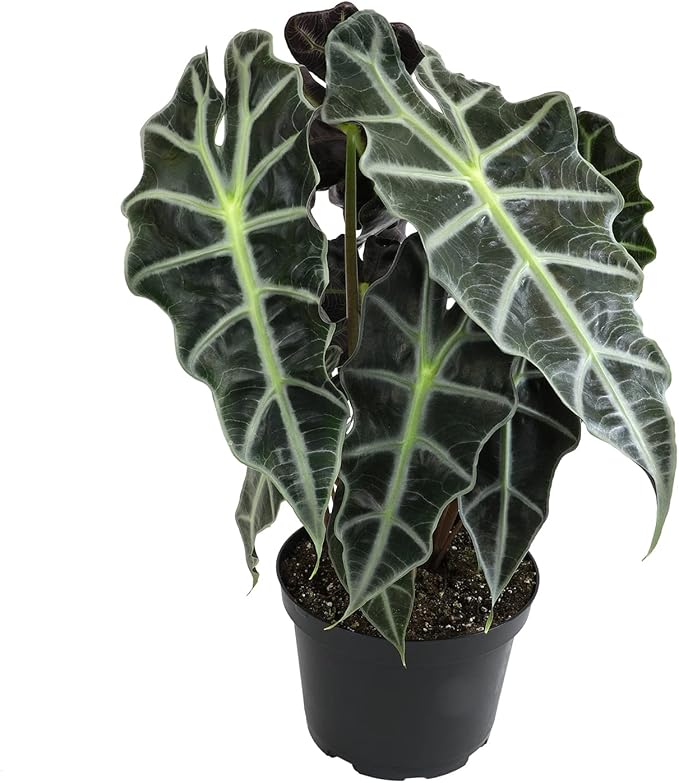 Alocasia Amazonica Polly Elephant Ear Plant in 6" Pot, Office Desk Decor, Easy Care Houseplant for Home or Office, Popular Decorative Houseplants by Plants for Pets