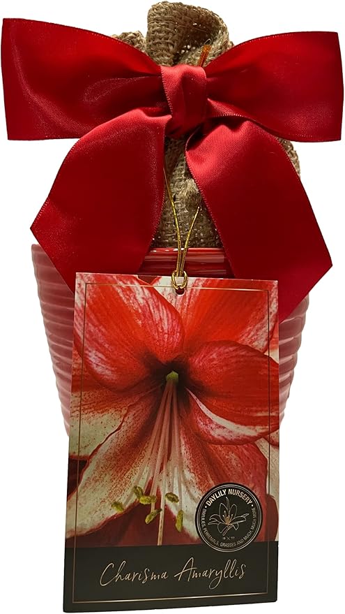 Elegant Charisma Amaryllis Gift Growing Kit. Beautiful Ceramic Pot, Big Charisma Bulb, a Burlap Bag and Growing Medium!!