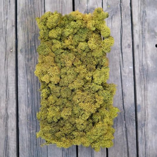Preserved Reindeer Moss Natural Green DIY Kit Gardenning Art Wall Decor Florist Decor Easter Table Decor Wedding