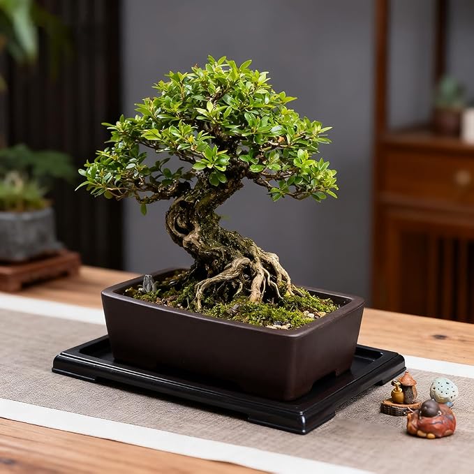MUZHI Unglazed Zisha Bonsai Pot with Humidity Tray, Rectangle Bonsai Tree Planter with Drainage for Ficus, Succulent etc. (Classic Rectangle)