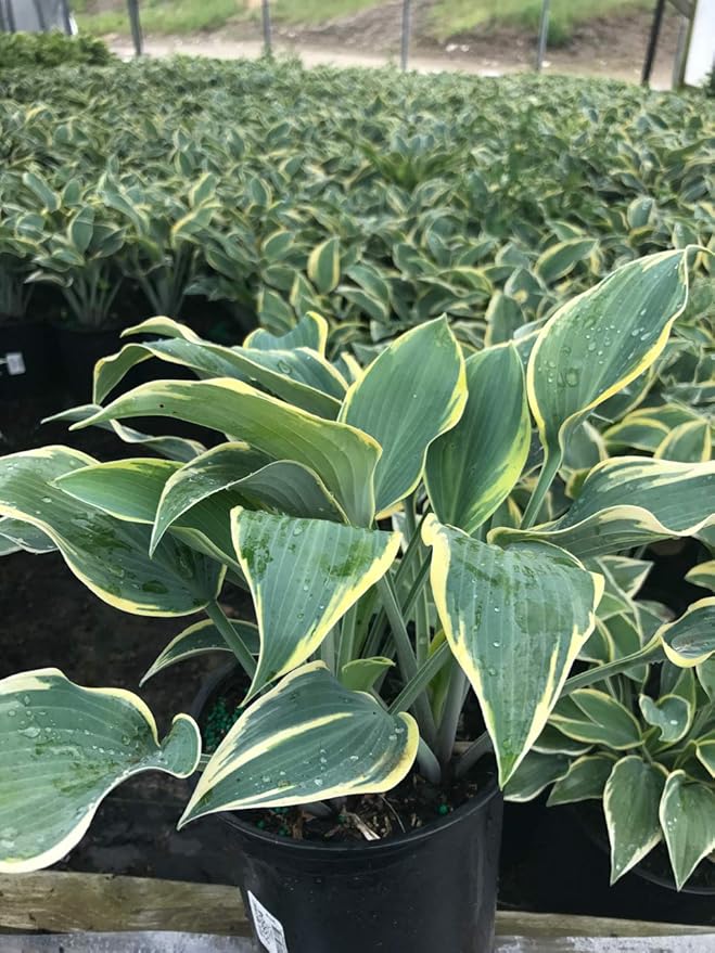 Hosta 'First Frost' (Hosta) Perennial, blue-green foliage with creamy yellow edge, 1 - Size Container