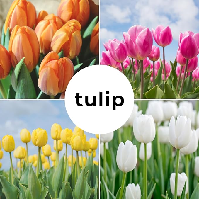 5pcs Tulip Bulbs Mixed Tulips Varieties Collection Tulips Bulbs for Gardens Spring Flowering Bulbs Ready to Plant Flower Bulbs Add a Pop of Vibrant Color to Your Garden with Beautiful Tulip Bulbs