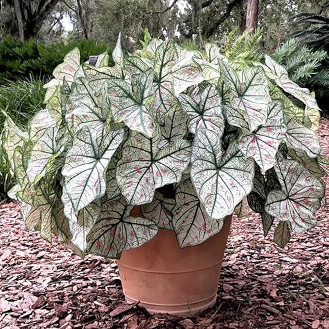 3 Cranberry Star Caladium Bulbs - Fancy Leaf Caladium - 3 Caladium Roots