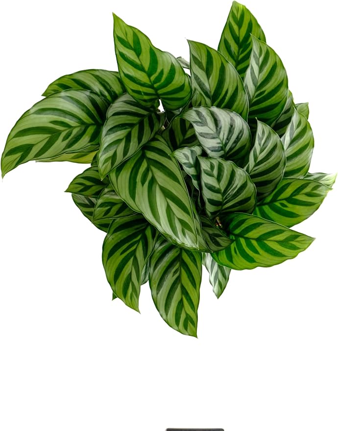 Shop Succulents Calathea Concinna Freddie, Live Indoor Plant, Easy Care Tropical Houseplant in Nursery Pot, Air Purifying Plant in Soil, Housewarming, Trendy Home Décor, 1-2 Feet Tall