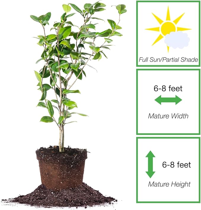 PERFECT PLANTS Debutante Camellia Bush 3 Gallon | Live Shrub for Outdoor Planting | Beautiful Spring Flowers Bloom Before Anything Else | Light Pink Flower with Ruffles