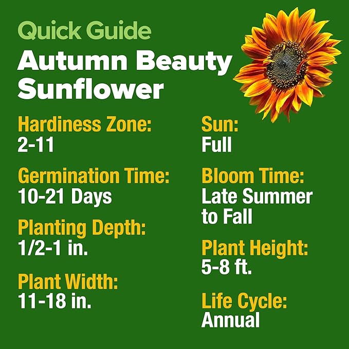 HOME GROWN Autumn Beauty Sunflower Seeds to Plant 40 Heirloom Non-GMO Sunflower Seeds for Planting Blooms for Pollinator Support, and Ornamental Flower Garden (Helianthus annuus)