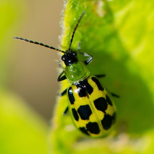 VivaTrap VT-103 Cucumber Beetle Trap & Lure (2 Pack)