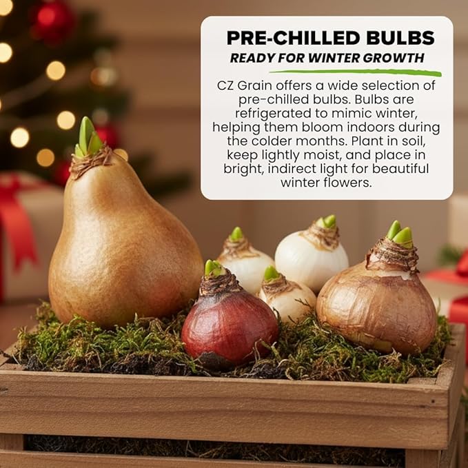 Pre-Chilled Purple Flag Tulip Bulbs, (6 Bulbs)