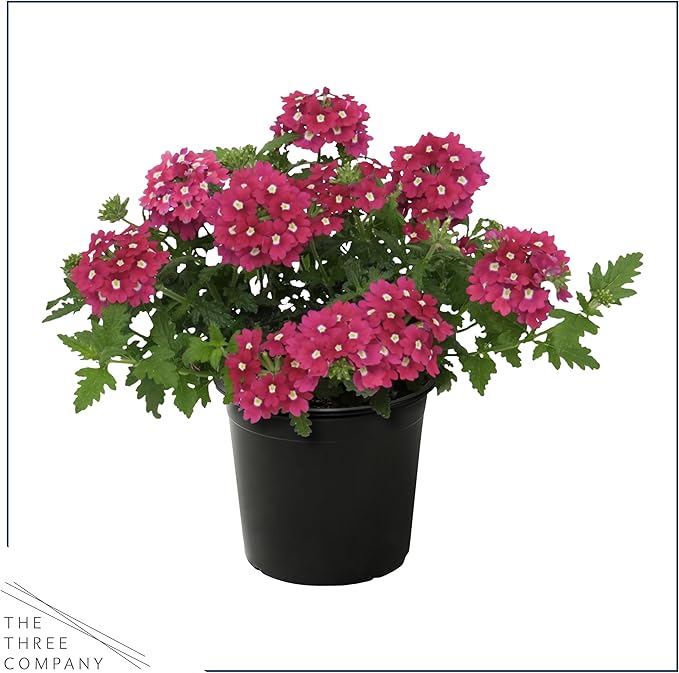 Live Flowering Verbena - Shades of Pink (3 Plants Per Pack) - Healthy Flowering Plant - Beautiful Spring Color - 10" Tall by 5" Wide in 1Qt Pot