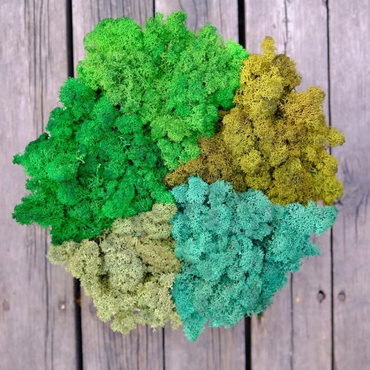 Preserved Reindeer Moss Natural Green DIY Kit Gardenning Art Wall Decor Florist Decor Easter Table Decor Wedding