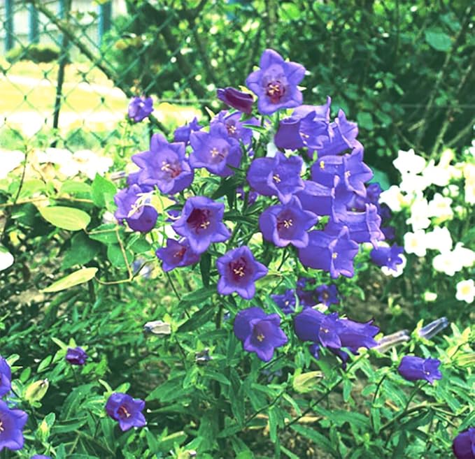 Canterbury Bells Mix - 1200 Seeds