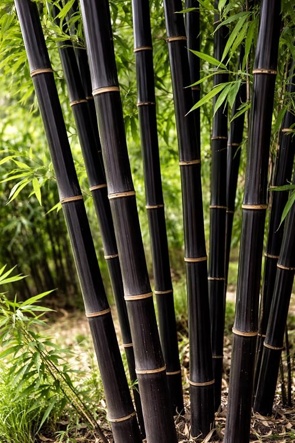 420 Black Bamboo Seeds for Planting - Fast Growing Exotic Bamboo – Ideal Privacy Screen, Windbreak, Garden Accent or Landscaping – Easy Planting - Striking Dark Stems
