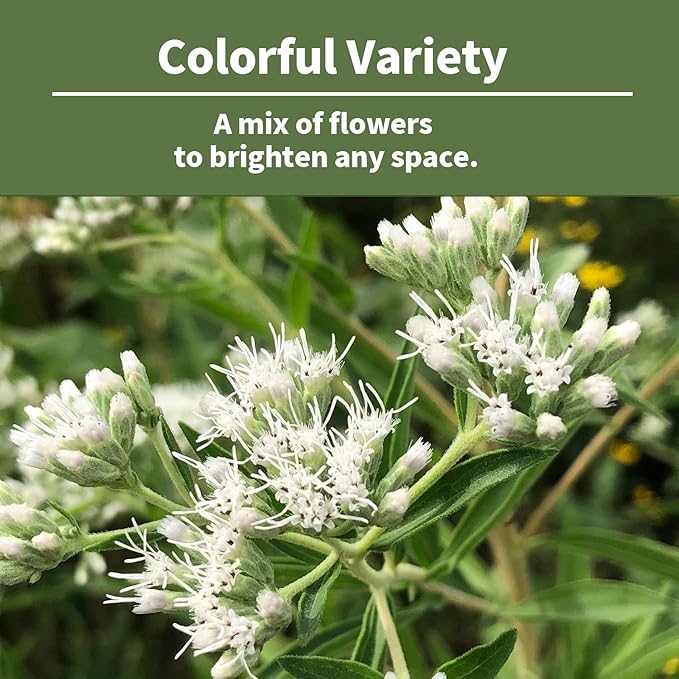 Boneset Seeds Packets - Suitable for Garden Beds and Pots