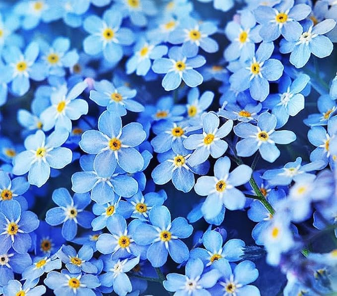 All Blue Flowers Mixed