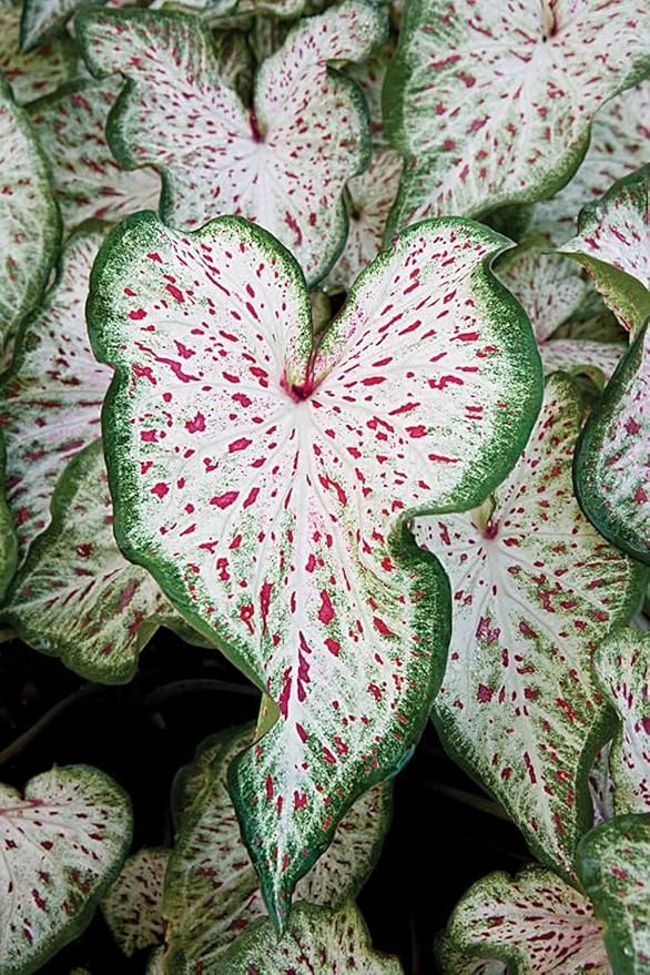 UtopiaSeeds Gingerland Caladium Bulb - Dwarf Fancy Leaf Caladium - 1 Caladium Root