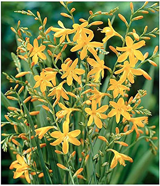 5 Lucifer Crocosmia Blubs - Grows 30-48" Tall.