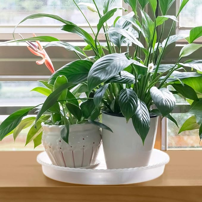 MUDEELA Plant stand dark brown 2 pack or 2 tier and 10" plant saucers 6 pack