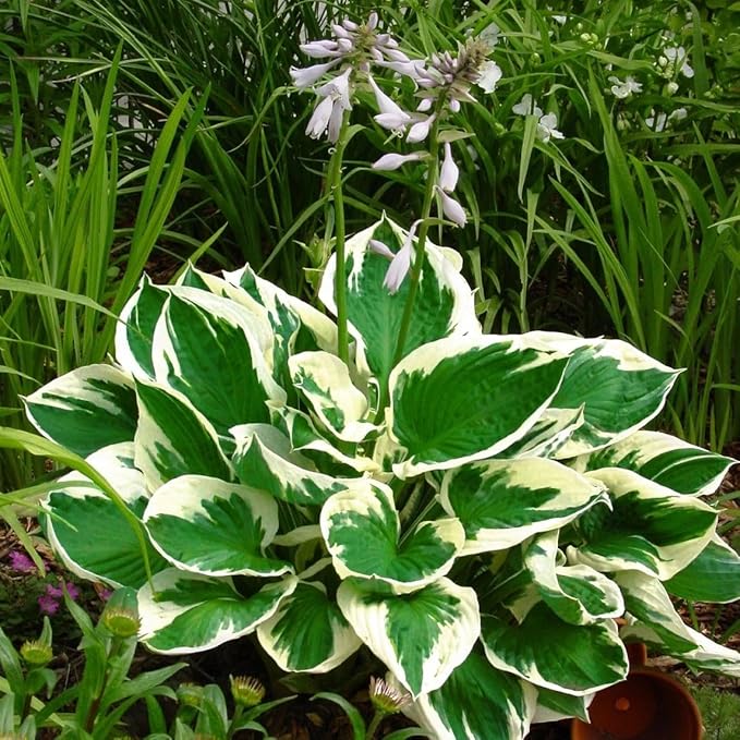 302+ Hosta Seeds for Planting Outdoors, Hosta Seeds Shade Plant Seeds Perennial with Large Decorative Leaves,Perennial Ground Cover for Woodland Gardens