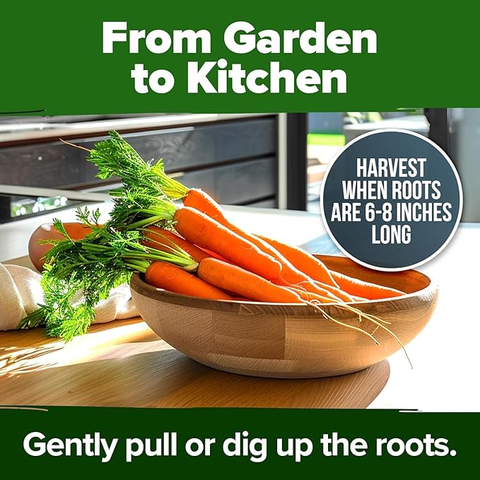HOME GROWN Tendersweet Carrots Seeds 3000+ Heirloom Non-GMO Seeds for Planting, High Germination, Sweetest Coreless Root Vegetable, Crunchy Summer Garden (Daucus carota subsp. sativus)