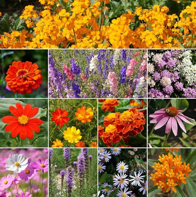 Ferry Morse Flower Seeds - Monarch Butterfly Wildflower Mix, Non-GMO, Flower Mix - 1 lb