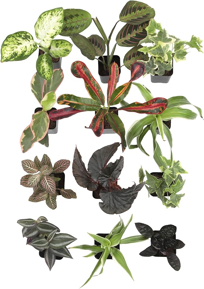 Easy to Grow Houseplants (12 Pack) Live House Plants in Plant Containers, Growers Choice Plant Set in Planters with Potting Soil Mix, Home Décor Planting Kit or Outdoor Garden Gifts by Plants for Pets