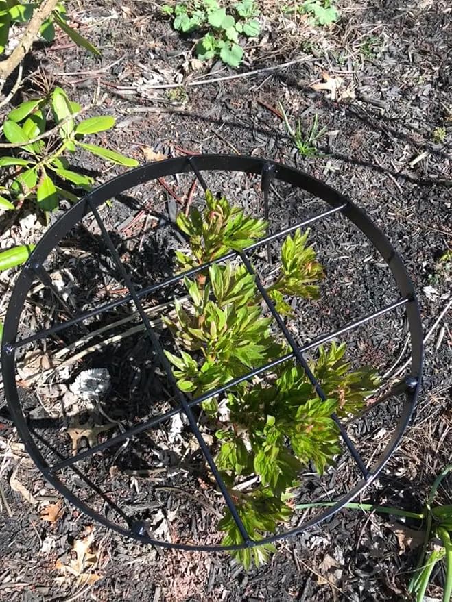 Large Peony Cages and Supports 18.9"x23.6" - Durable Round Garden Flower Rings | Tall Plant Support Stakes for Outdoor Peonies | Enhances Peony Planting Success with Secure Grounding
