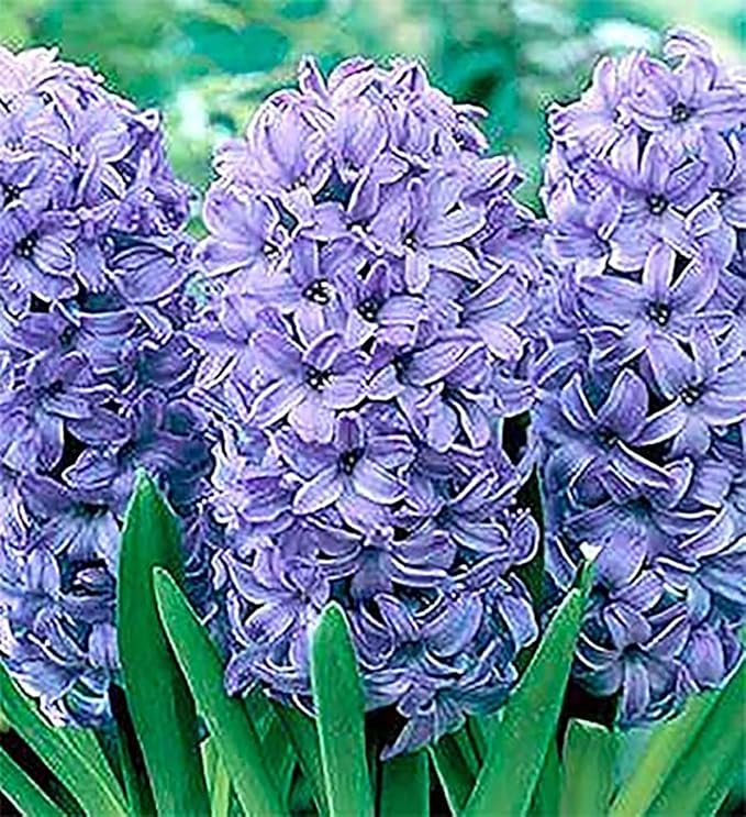 10 Delft Blue Hyacinth Bare Root Bulbs Bulbs Only